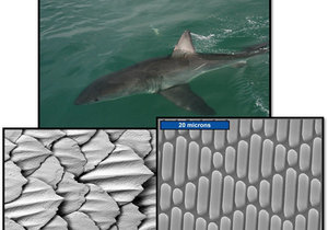 The Application of Bio Mimicry - Mike Barron